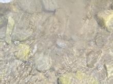 VPHEP, Pipalkoti Organizes Ranching and Awareness Program to Conserve Snow Trout