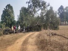 Tree_felling_forestland.jpeg